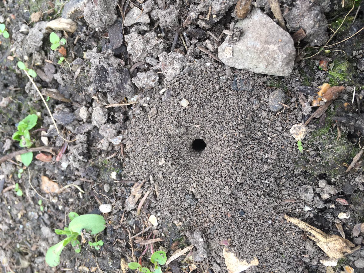 More exciting signs of spring! #Tadpoles #Slowworms  #BeeNests #WildAboutGardens