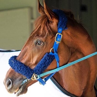 DiegoPipe11's tweet image. Y fue tercero #Gunnevera en la #DubaiWorldCup 2019. Gran carrera para lo que es orgullo para la hípica venezolana y latina. 🇻🇪🇻🇪🇻🇪🇻🇪