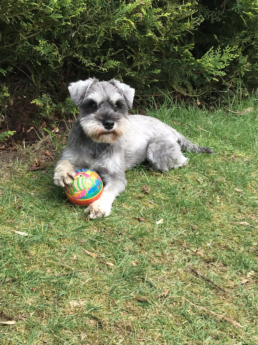WeeGrowl's tweet photo. Been playing with my ball and they said I looked knackered, so I was charged up by solar power ๐๐ #GardenAntics https://t.co/f4O4x0T2Rs