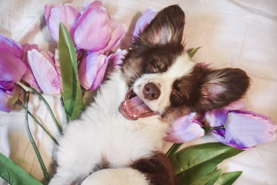 It’s Saturday!! Got any trips planned? 🐶✈️💜
🐾
💜 MavenTracker.com
🐾
📸 @StillwaterRanchAussies 
🐾
#PetTracker #Pets #PetOwners #Travel #PetTravel #PetExport #DogTracker #AnimalTracker #AnimalExport #DogHandlers #TravelTips #Spring #SpringBreak #Dogs #CuteDogs