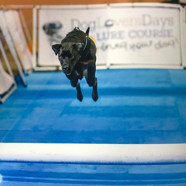 jkreiser6's tweet photo. Karma had a great time today supporting the @susquehannaservicedogs!! She loves getting out and meeting new friends. Get out and support local charities!! #karma #PawsAbilities #local #charities #dogcourse #runningfree #dogsofinstagram https://t.co/8oz1VSMh65