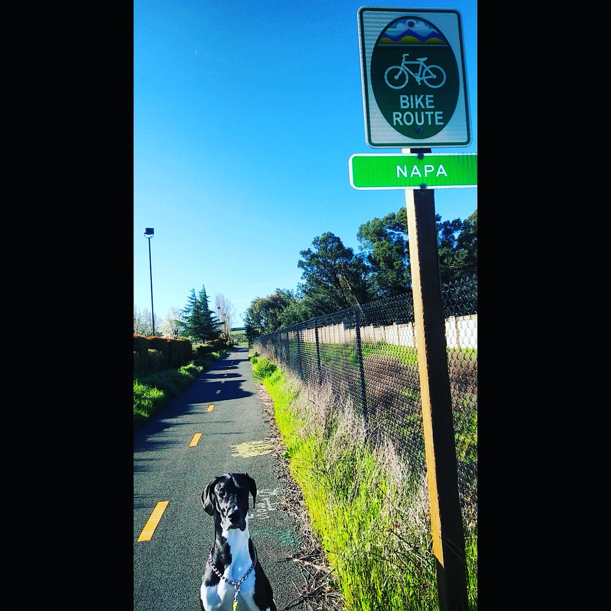 Andywhatsnext's tweet photo. Baseball game and two soccer games today- in Stockton, Pittsburg and Fairfield. But first, a quick walk to Napa with this girl. #NorCalTour #dadlife #dadbod #dogbod 😂 https://t.co/SjFdkKuYhs