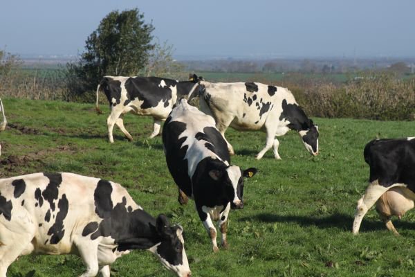 HallCottages's tweet photo. The cows are out!
After the long Winter, it's finally time for our dairy cows to get back out into the fields to graze for the Summer and Autumn months #lovefreerangemilk
See more about staying in one of our beautiful farm holiday cottages at https://t.co/ylybv64azE
🐄🐄🐄🐄🐄🐄 https://t.co/5Zpvv6oza9