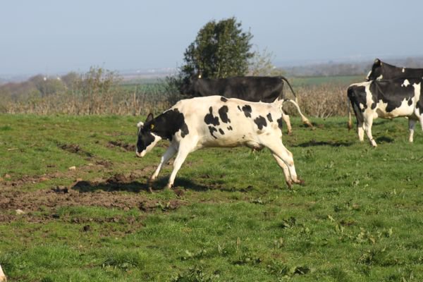 HallCottages's tweet photo. The cows are out!
After the long Winter, it's finally time for our dairy cows to get back out into the fields to graze for the Summer and Autumn months #lovefreerangemilk
See more about staying in one of our beautiful farm holiday cottages at https://t.co/ylybv64azE
🐄🐄🐄🐄🐄🐄 https://t.co/5Zpvv6oza9