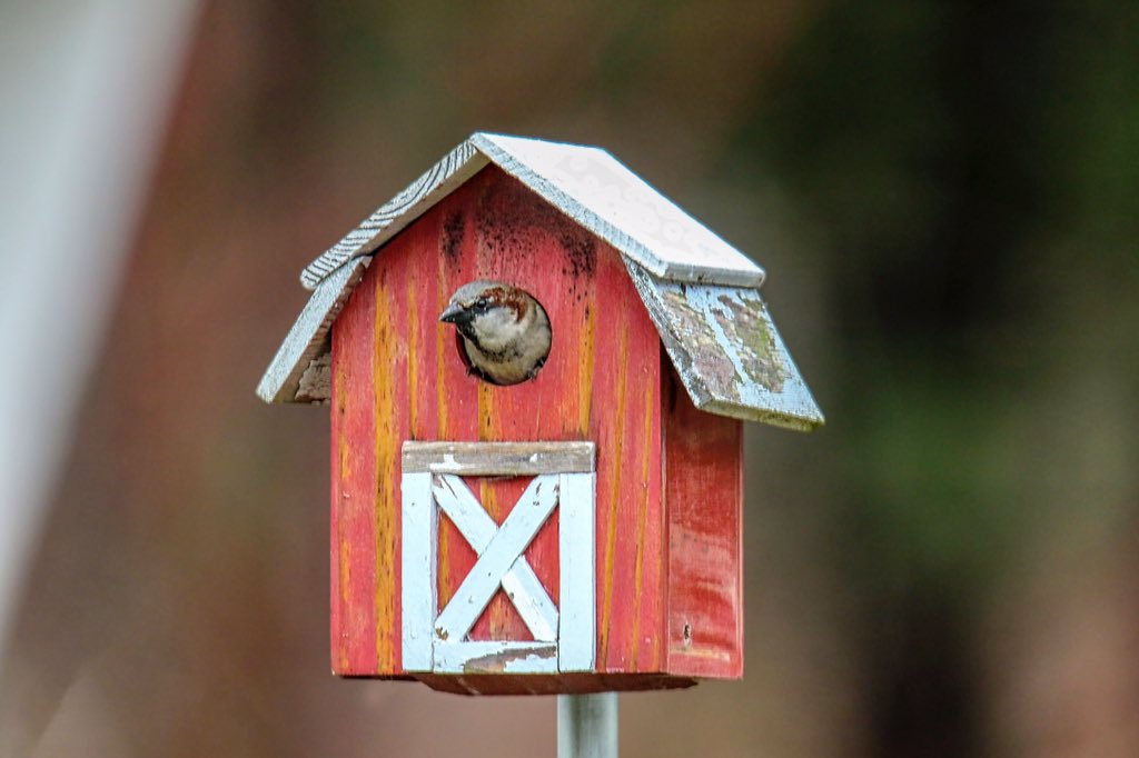 Nooooooo! The Bluebird’s had a deposit on this rustic fixer upper but the Sparrows outbid them. #canonfavpic #birdwarching #backyardbirds #birdphotographycommunity