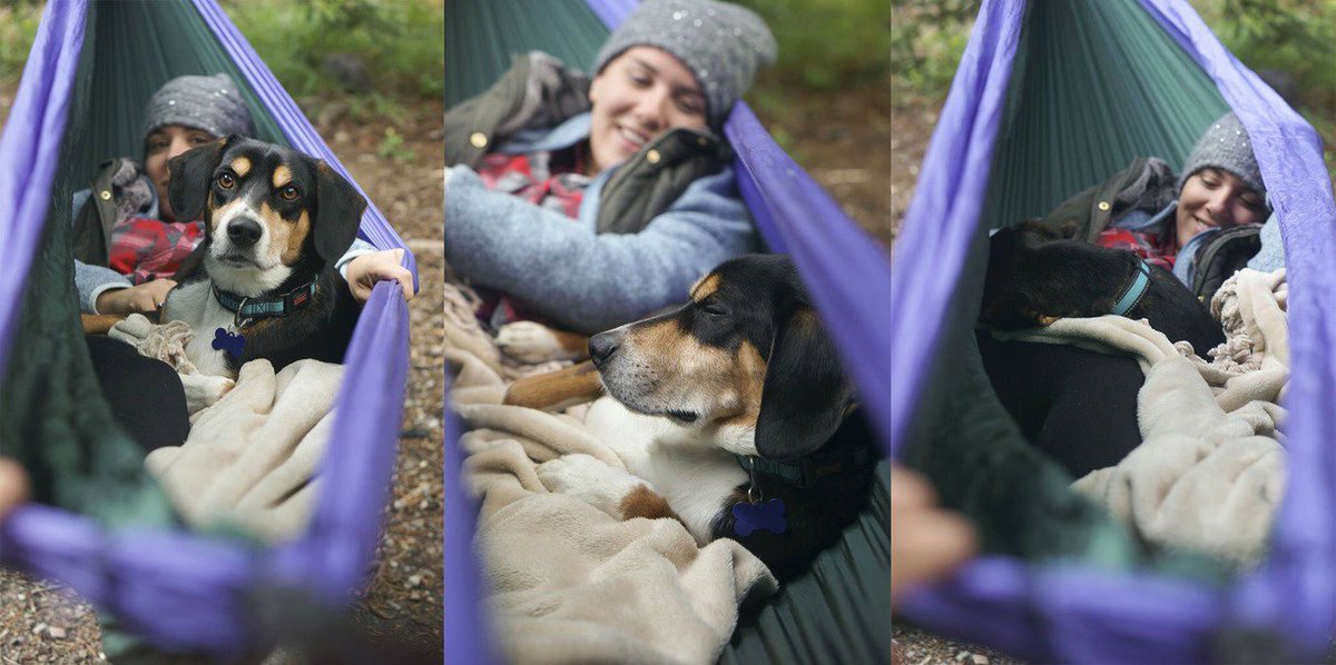 LiveLoveDogs tweet picture