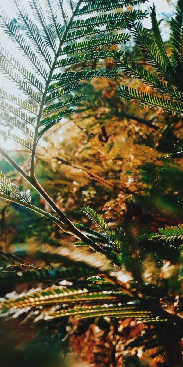 lets_drift's tweet photo. Caught this shots on an evening walk in a forest near home! Feel free to use any that you like for a phone wallpaper!
#capturekenya #magicalkenya #discoveringkenya https://t.co/jmAkbYYVKy