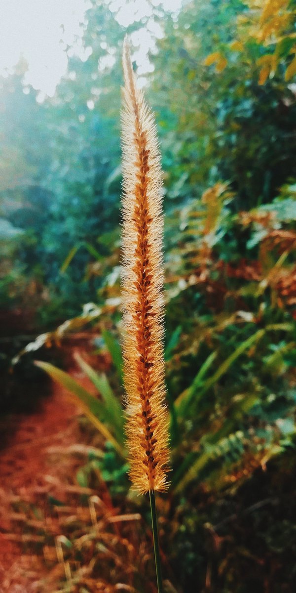lets_drift's tweet photo. Caught this shots on an evening walk in a forest near home! Feel free to use any that you like for a phone wallpaper!
#capturekenya #magicalkenya #discoveringkenya https://t.co/jmAkbYYVKy
