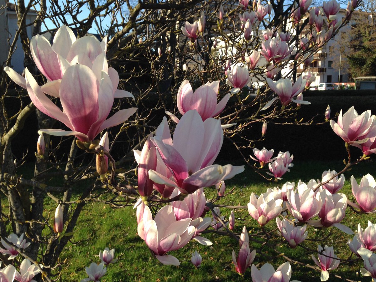 FrommeSusanne's tweet photo. Two beautiful magnolia trees in front of Theatre Giessen
#StadttheaterGiessen. #TanzCompagnieGiessen https://t.co/f0MozD2BKD