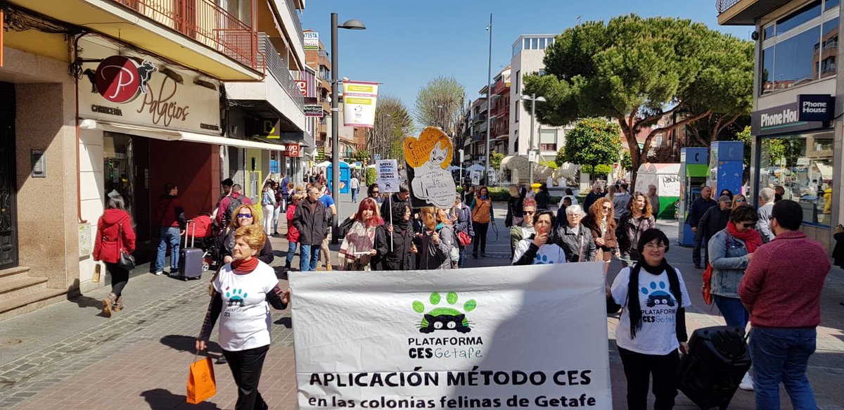 IMPULSAGETAFE's tweet photo. Esta mañana hemos acompañado a @ces_getafe que ha acudido al @aytogetafe a entregar casi 6000 firmas solicitando la aplicación del #MétodoCES en las colonias felinas de #Getafe.

#ImpulsandoGetafe 
#ImpulsandoBienestarAnimal https://t.co/mC1EuD2k7g