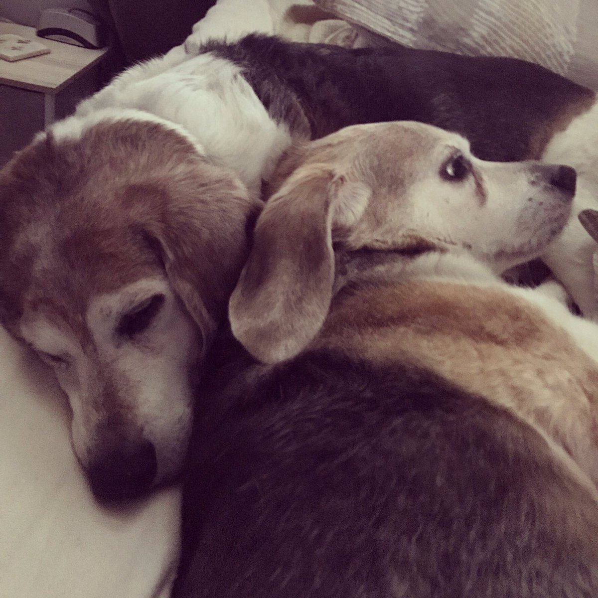 Morning snuggles... sometimes they love on each other and it melts my heart #beagle #seniorbeagles #beaglefacts