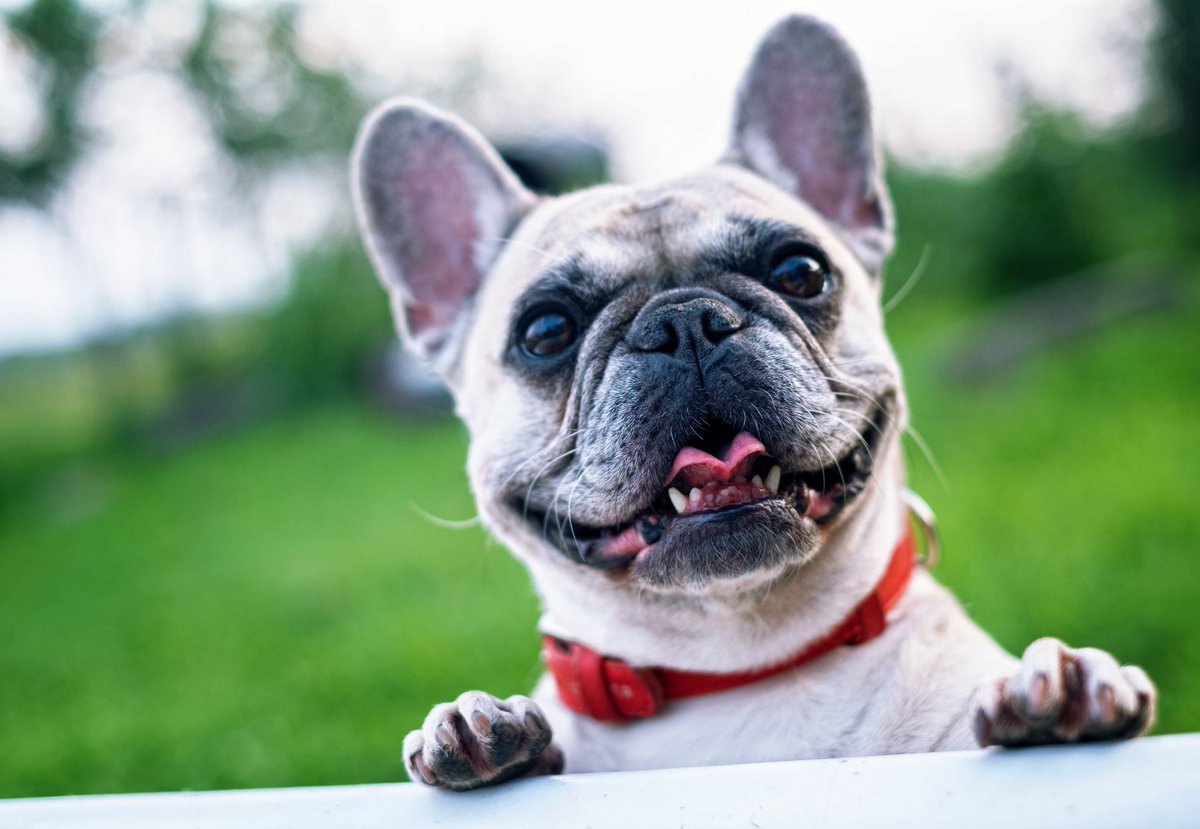 Puppylife_'s tweet photo. Someone said park?? Go out with your puppies and let them enjoy fresh air and sun!๐ฅฐ๐
#pugs #SaturdayMotivation #puppylove #puppies #love #happiness #happinessinoneword https://t.co/KBK92gmXBC