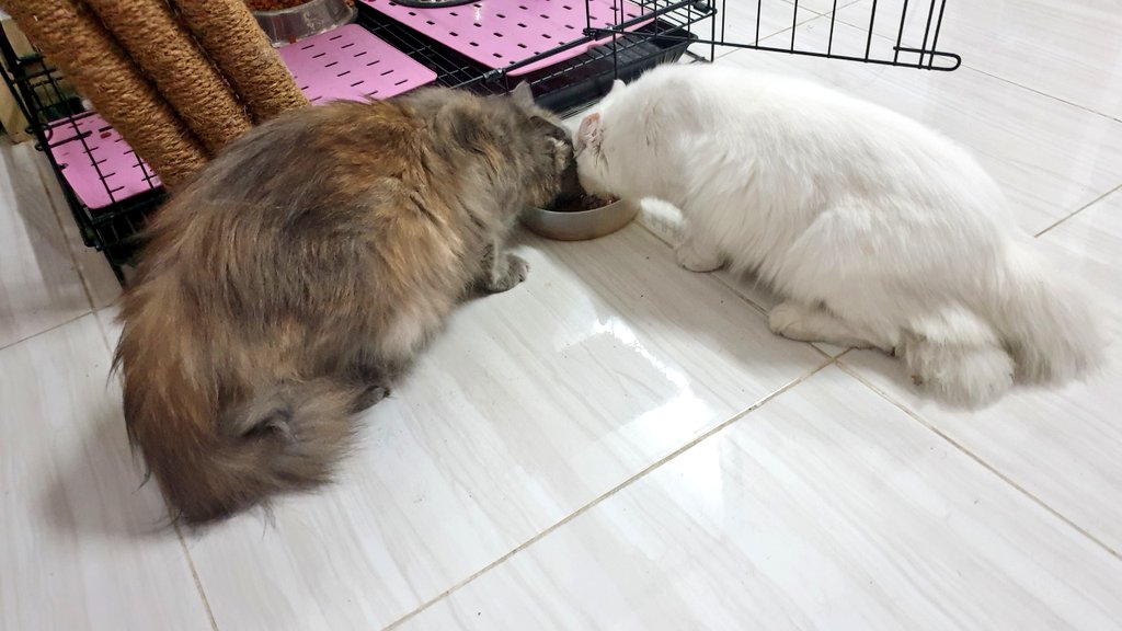 CEmarchix's tweet photo. I miss you babies... mommies here na #skyloWhite #gingerGray
#KILLLTHISLOVE #Blackpink https://t.co/CTw3lhwl8M