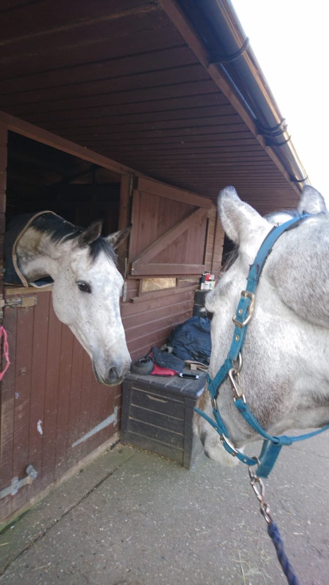 JemmaCopasEqDT's tweet photo. Reunited at last!! Nearly 4yrs since my homebred bro &amp; sis have seen each other...now stabled side by side 🥰 I can’t wait to see what this year brings with the fabulous little #teamgrey @MTaylorEventing @SpannahGg thanks for all your hard work @HannahBateEvent 🐴 https://t.co/hQuOR6Kgr7