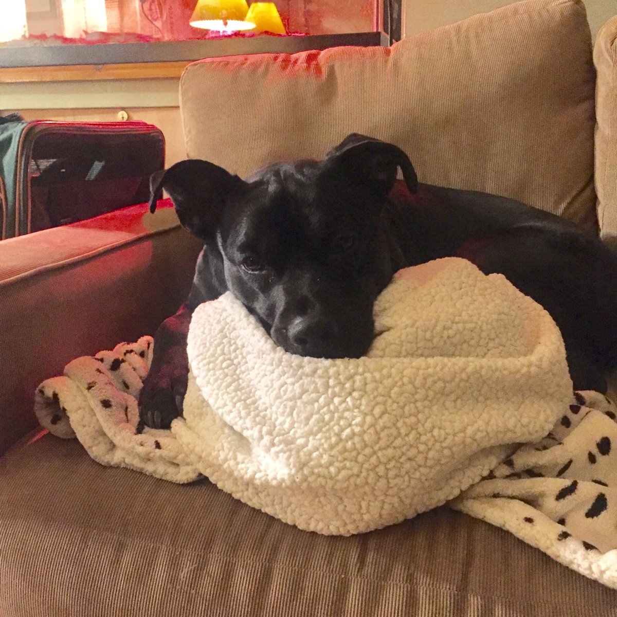 PetCarePartner's tweet photo. The look you give when you hear it’s going to rain all weekend .... #dogsrule #DogsofTwittter https://t.co/EjOkK1hHbc