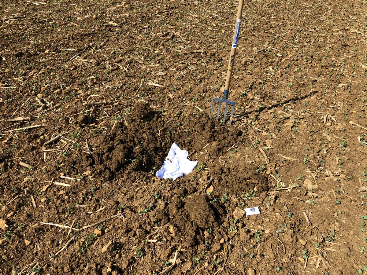 BADURAUX_j's tweet photo. mise en place du #DéfiDuSlip dans ma parcelle de pois de printemps!on enterre un #slip en coton pour voir la dégradation par les micro-organismes du sol! accompagné par les copains lombrics! j’ai pris du taille6 du bien laaaaarggee rendez-vous dans 3mois pour les résultats https://t.co/TfDciyyIQh
