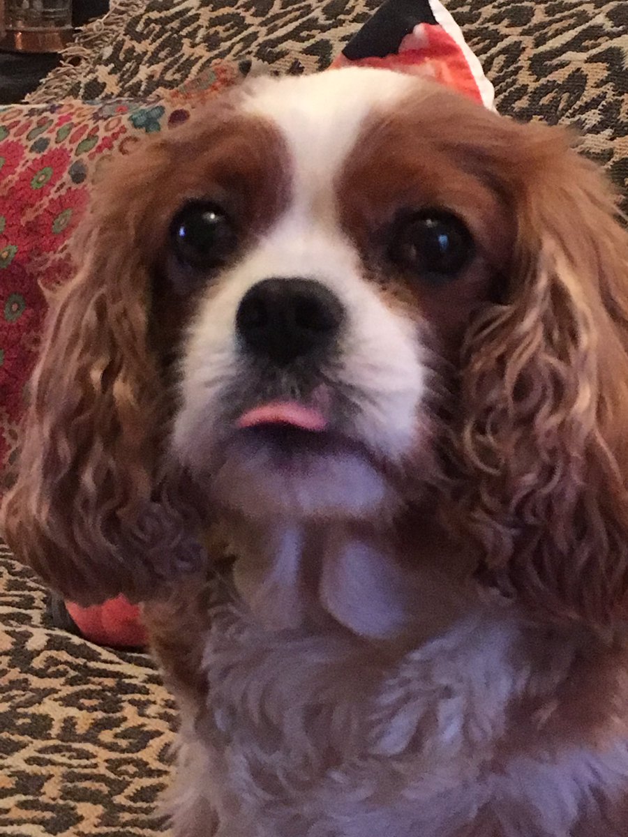 PsychicDiamond's tweet image. Give me that biscuit... #dogsoftwitter #petsofinstagram #cutenessOVERLOAD #SaturdayThoughts