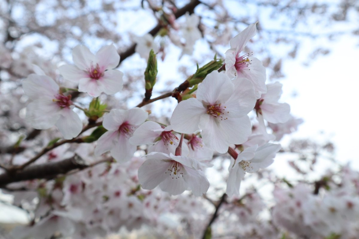 白い桜