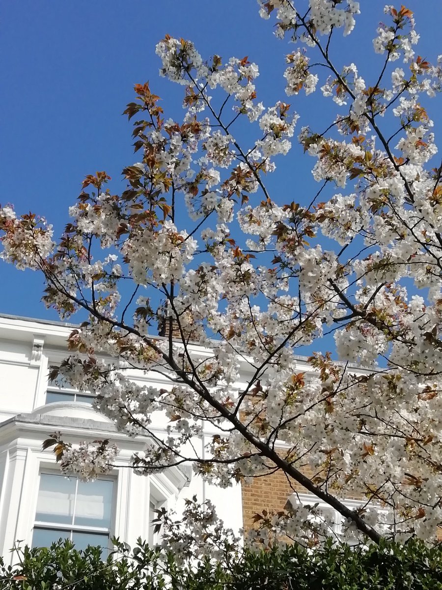 GarfunkelPeppa's tweet photo. We've just spent the morning in #NottingHill and are feeling decidedly Spring-y! Gorgeous! #spring #London #springhassprung #springinlondon #SaturdayMotivation #Saturday https://t.co/NVqcY4aOGd