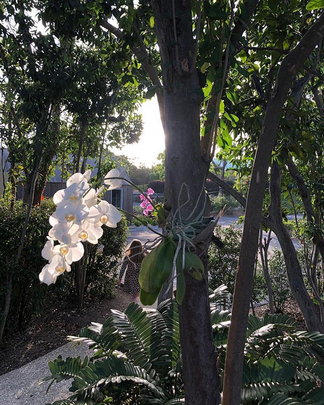 ameliacarterltd's tweet photo. Good morning from Nassau ☀️ love the orchids dotted throughout the trees at @the.island.house 🌷 💕 🌴 can you spot the 🐆? https://t.co/Pa2aBmqxeR