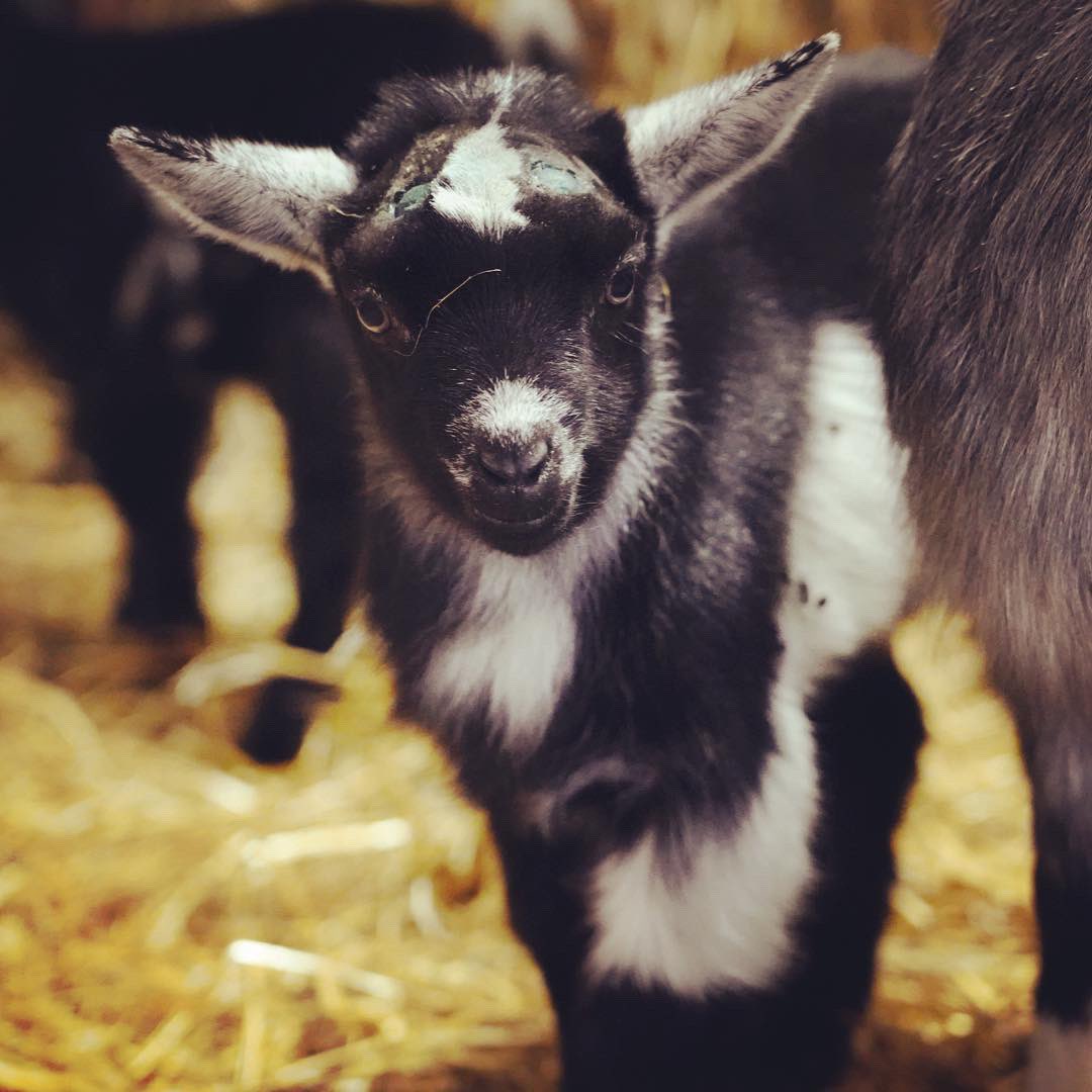 Some of the little mischievous kids born in the last two weeks. #pygmy #goats #kids #young #scotland #pets