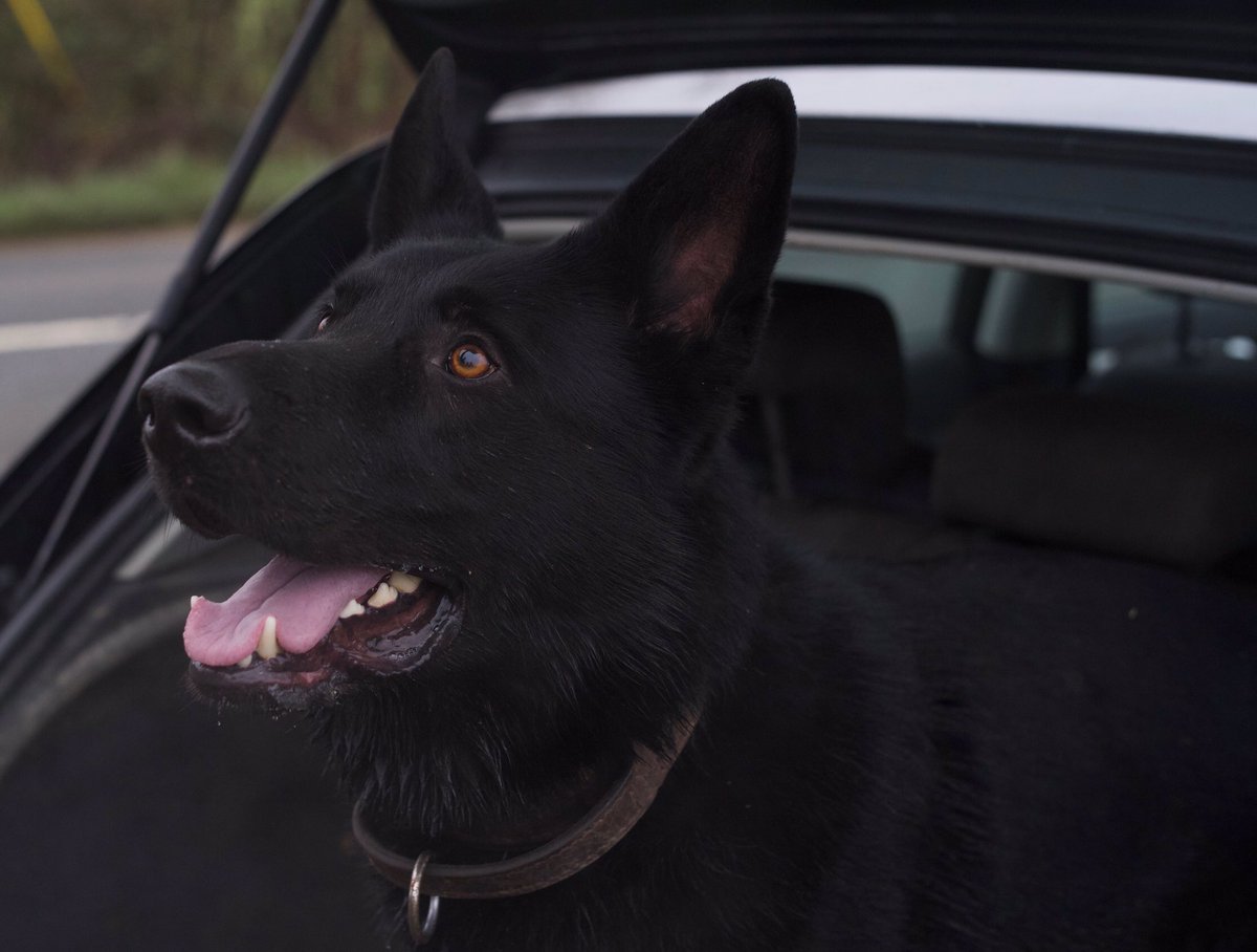 Last night Iggy tracked away from a robbery where the suspects used an axe. Suspects located in a compound where a balaclava and axe were recovered. #TopTracking