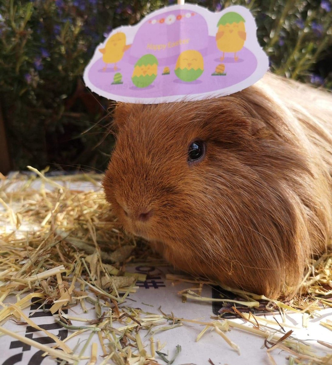 GeckoGirl71's tweet photo. Howard (aka Trump's Toupee) enjoying some springtime sunshine in his Easter Bonnet. #VIPEaster https://t.co/ESfVeRJYMD