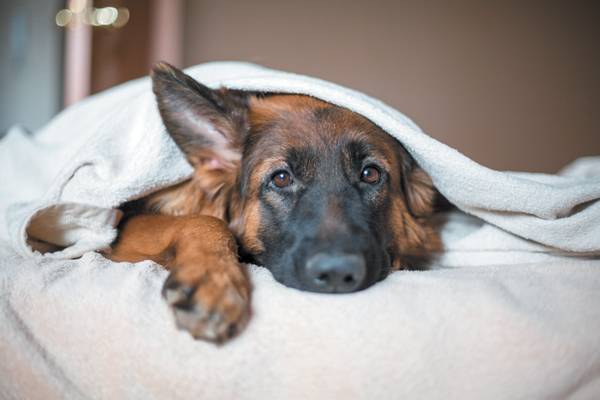 dog pale gums lethargy