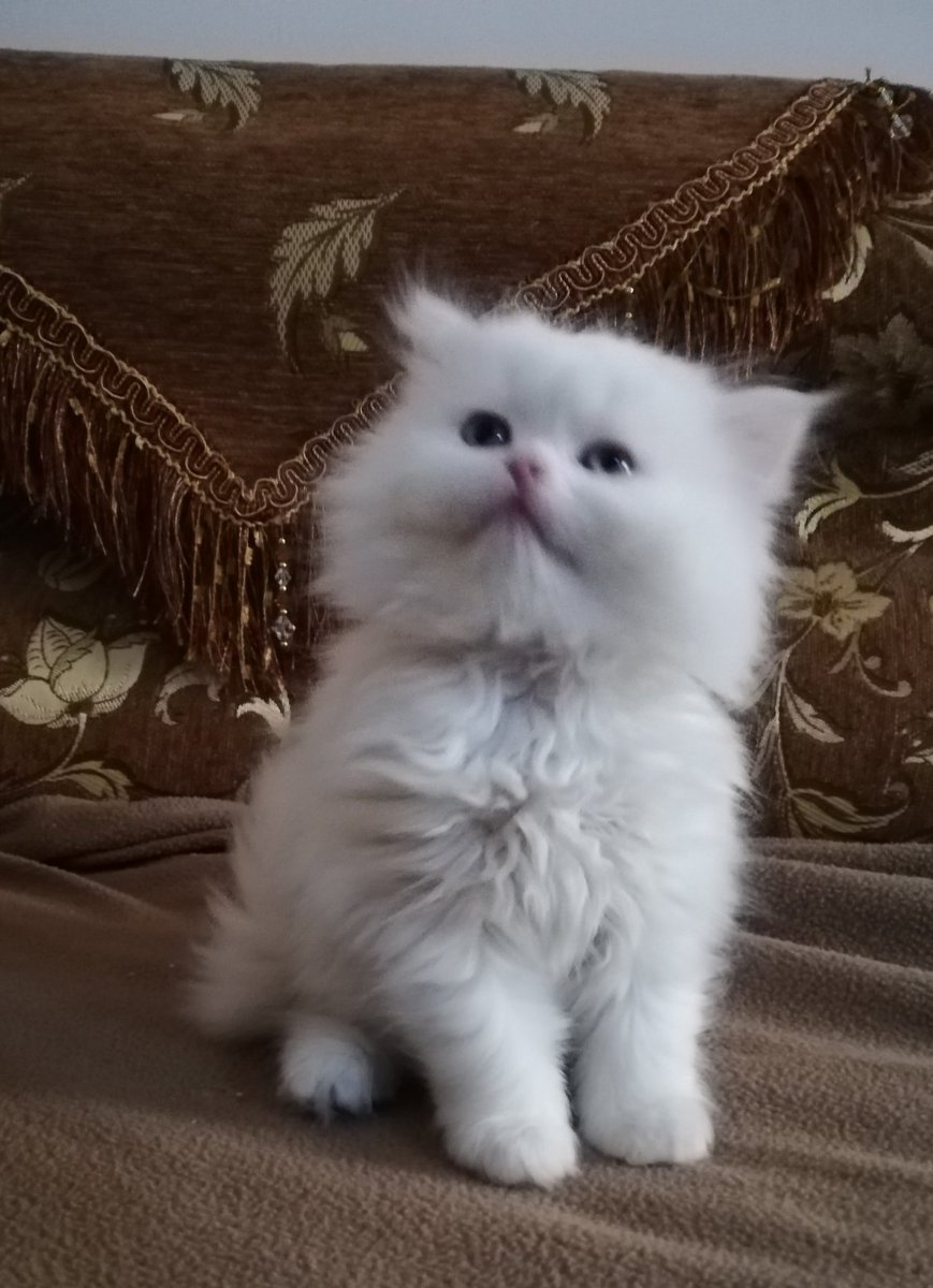 gegecat9's tweet photo. @JeddahCats السلام عليكم انثى هاف بيكى من اب بيكى فيس و ام هاف بيكى للبيع https://t.co/qF3DvlXlmP
