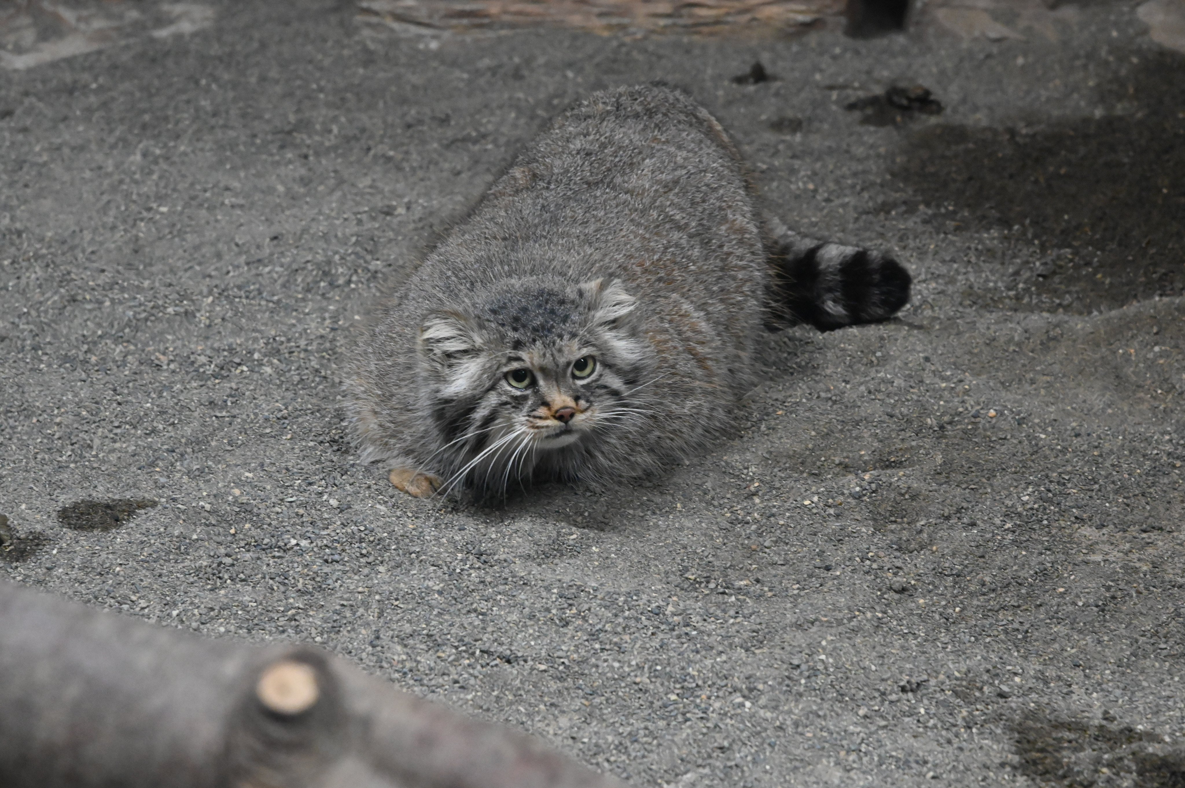 とりだるま 擬態 溶け込んでます ポリー マヌルネコ 那須どうぶつ王国 T Co Aoxvbtowfn Twitter