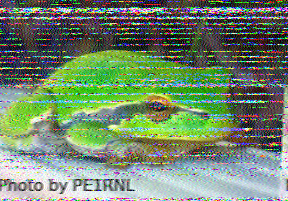 F4ECA's tweet photo. Slow Scan Radio 6070kHz #mfsk32 @600Hz #swl https://t.co/t3qmTYGTl7