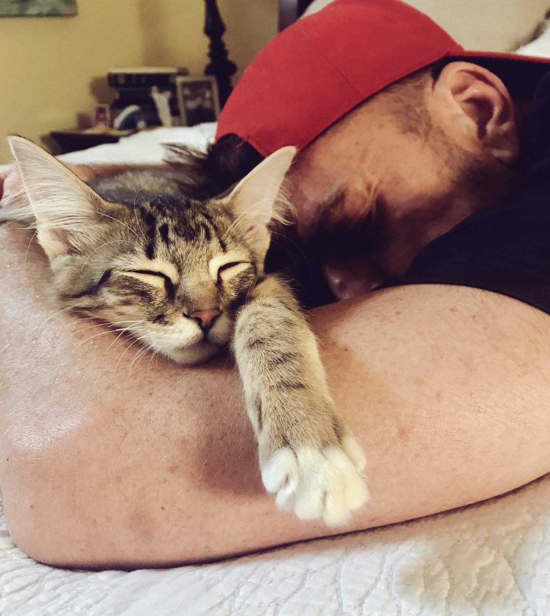 SandraLEaton's tweet photo. Nothing like a good nap in the afternoon on a Caturday! #Caturday https://t.co/6WljxwNifl