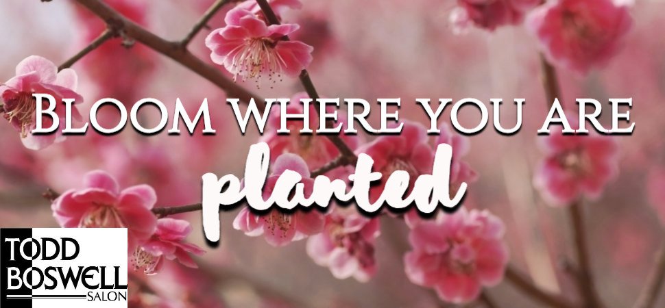 toddboswellsalo's tweet image. #toddboswellsalon #timetobloom #springforth #springtime #spring #bloom