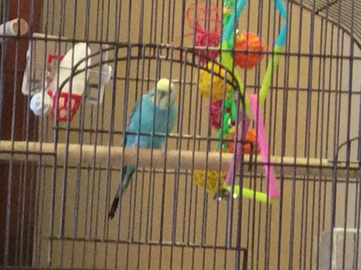AnimalL43198601's tweet photo. Petsitting Crystal and Cloud! #Parakeet #cutenessOVERLOAD https://t.co/yAx1OOqOih