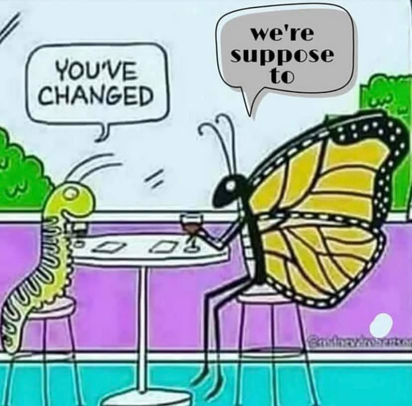 caterpillar to butterfly cartoon