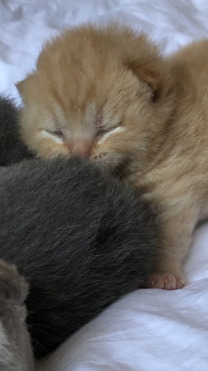 pedigreeBSH's tweet photo. @EdSheeran_EU my little Ed Sheeran https://t.co/bdqf6J8vsn