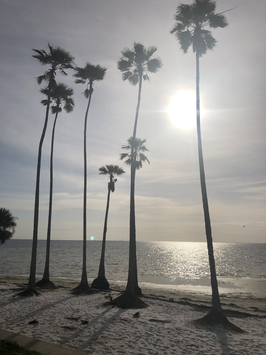 JuliaMorales's tweet photo. Morning run in St. Pete. https://t.co/0QALlr1eCt