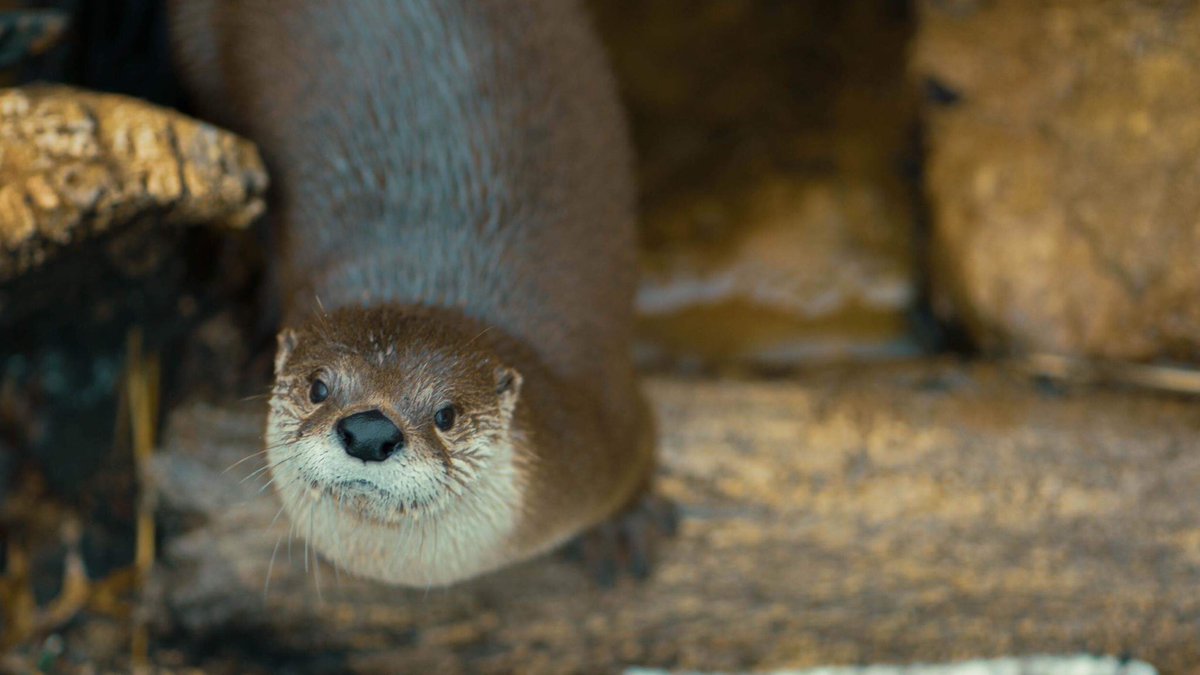 TheMarineMuseum's tweet photo. Itβs almost time for OtterMania and we canβt wait to see you!
Remember to use the hashtags #ISpyOtters and #LoveCMM to show us where you find river otters!
πΈ Photo credit: Terry Quinn
#SaturdayMorning #SolomonsMD #OtterlyAdorable #FamilyFun https://t.co/uYJQ7Xj0xj