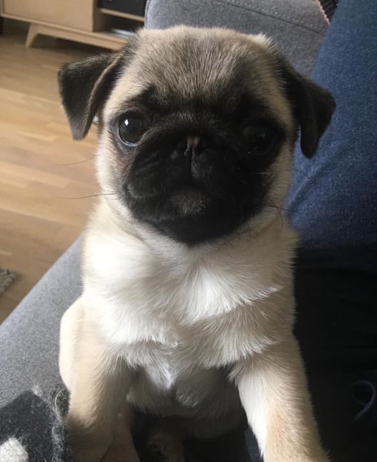 Loulou_thepug's tweet photo. im so cute and i know it https://t.co/Y1c6jyWkvU