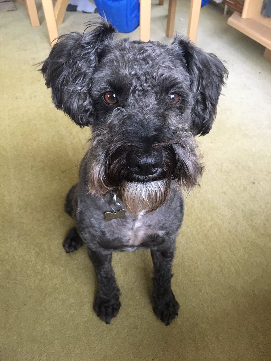 JulianFootprint's tweet image. ...and after... #haircut #samedog #really