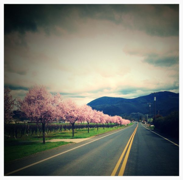 Don't Forget to stop by the Main Street Art Gallery for the First Friday Fling on April 5. #Art #Wine #NorCal bit.ly/2Ce7XM0