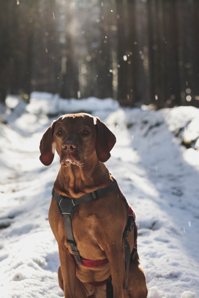 ProblemMitDemHu's tweet photo. #vizsla #magyarvizsla #damianthevizsla #problemmitdemhund #hundetraining #hundeschule #problemhundetraining #chiemgau #wasser #traun #sommer #sun #vorstehhund #dogtrain #hundetrainer #bayern #landscape #hundefotografie #dog #hundeblog #pferdeblog #hundeblogger #dogsofinstagram https://t.co/jBRZeFAZHi