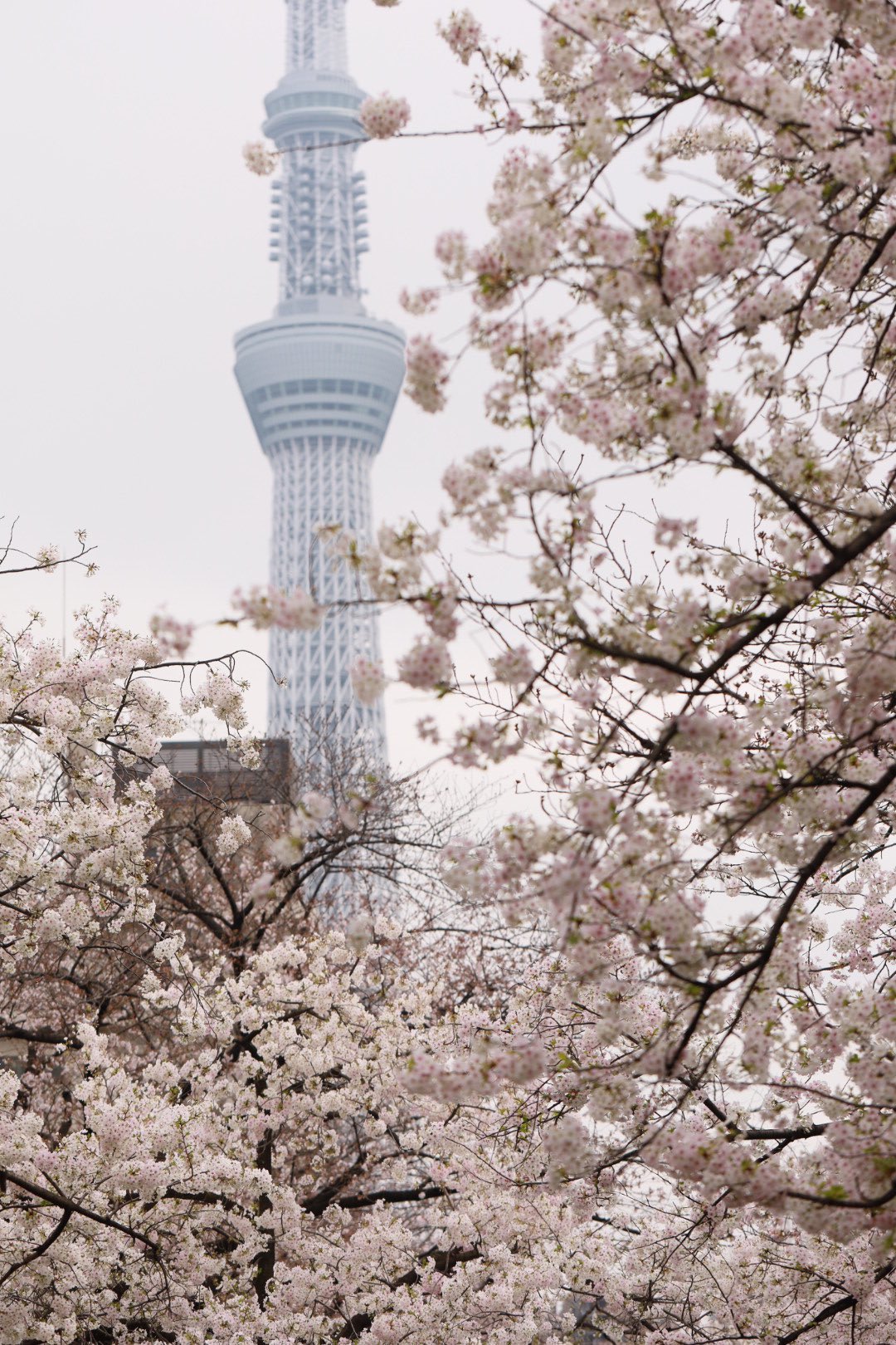 ムウ サンライズ 桜とスカイツリー 山谷堀公園 隅田公園 夜桜 スカイツリー T Co Cdvcicxaow Twitter
