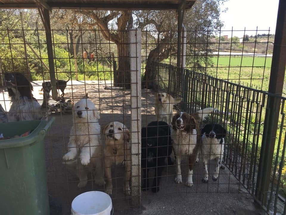 UnitedMetalMind's tweet photo. Visited a shelter today to bring some food. The dogs are happy 🙂 Thanks for all the support ❤️

#unitedmetalminds #animalshelter #sicily #feedingthedogs #happydogs #grateful https://t.co/yUdoBVy0Ei