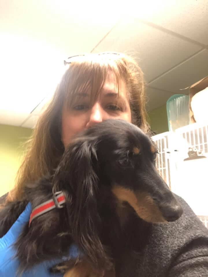 little paws dachshund rescue