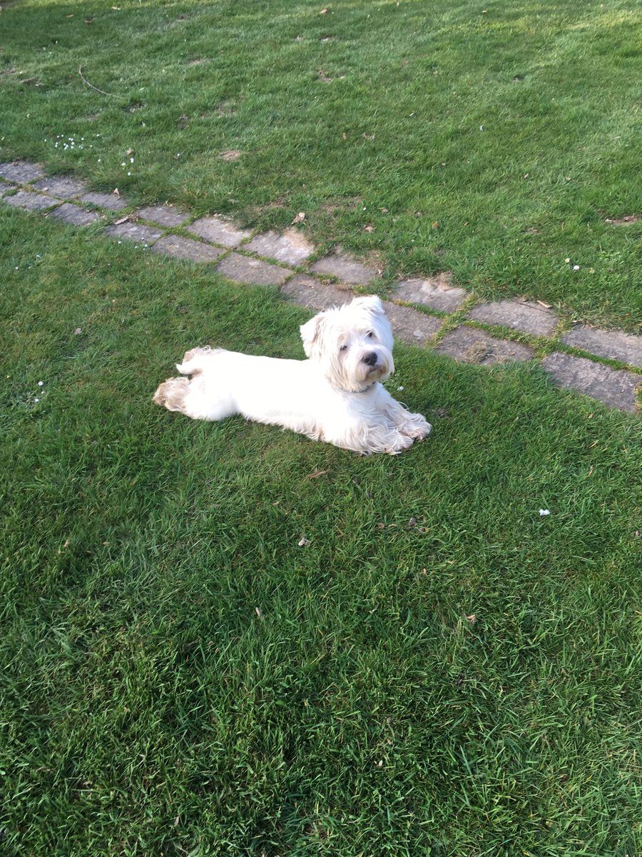 paws4thought4's tweet photo. Flat white! https://t.co/7v9ve67sGw