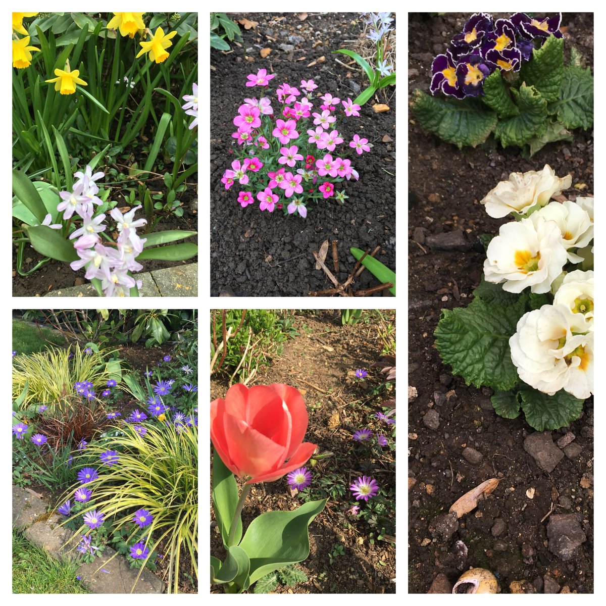 #Spring has sprung at #HomefieldGrange. Such pretty flowers around the retreat to enjoy whilst sitting in the sunshine #LiveLifeWell