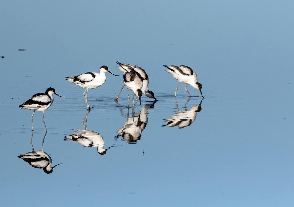 #Avocet numbers into the late 40s on the Eric #Morecambe & Allen Pools today, plus 100+ sand martins, singing chiffchaffs, skydancing marsh harriers and booming bitterns on reserve. #FeelsLikeSpring Pic from archive by Richard Cousens