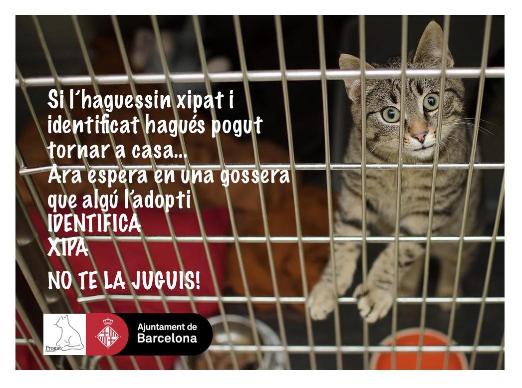 ProgatCatalunya's tweet photo. A l' #estiu amb les portes i finestres obertes es perden molts #gats. No te la juguis! #Identifica i #Xipa'l #TinençaResponsable 💚🐱 https://t.co/hablQof7RP