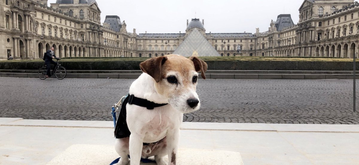 DrZoePagan's tweet photo. Happy Birthday to my baby Max! You are 7 now I think lol โค๏ธ๐ถ You fill my life with unconditional love! May the adventures keep coming... #travellingdog #aircanada #paris #rome #dallasdog #jackrussellterrier #dogs #petfriendly https://t.co/KN8DLf79sR